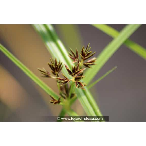 CYPERUS longus