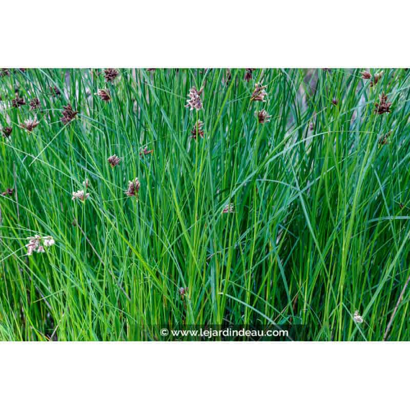 CYPERUS longus CYPERUS longus