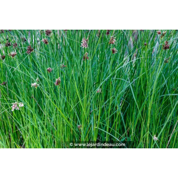 CYPERUS longus