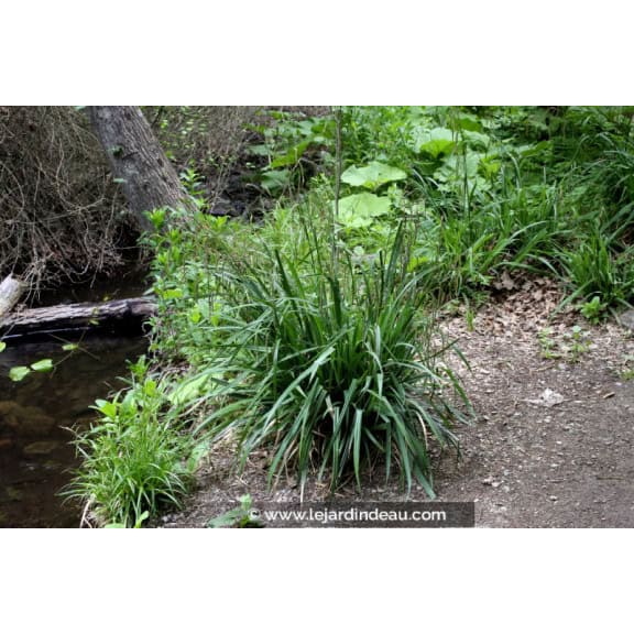 CAREX pendula