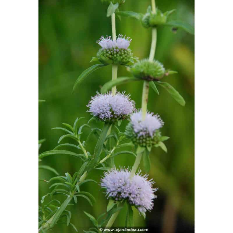 MENTHA cervina MENTHA cervina