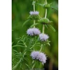 MENTHA cervina MENTHA cervina