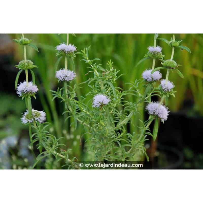 MENTHA cervina MENTHA cervina