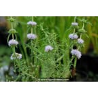 MENTHA cervina MENTHA cervina