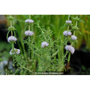 MENTHA cervina - Menthe des cerfs / Hart\'s Pennyroyal