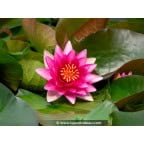NYMPHAEA 'Escarboucle' NYMPHAEA 'Escarboucle'