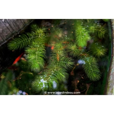 CERATOPHYLLUM demersum - Cératophylle immergé