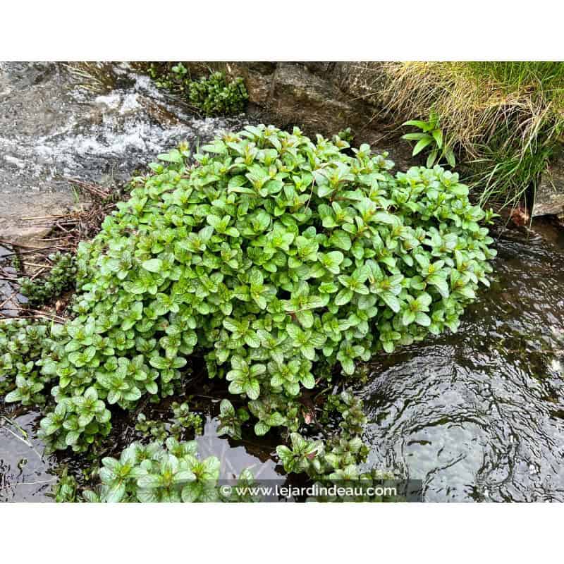 MENTHA aquatica MENTHA aquatica