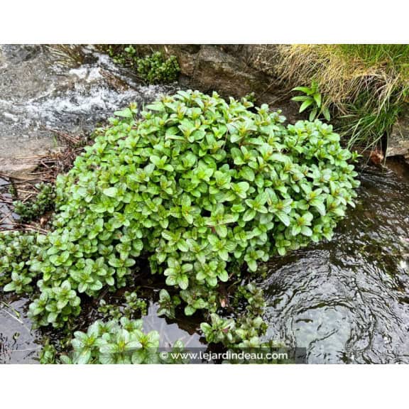 MENTHA aquatica