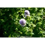 MENTHA aquatica MENTHA aquatica
