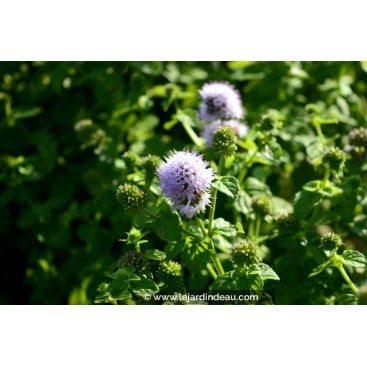 MENTHA aquatica - Menthe aquatique /  Water Mint