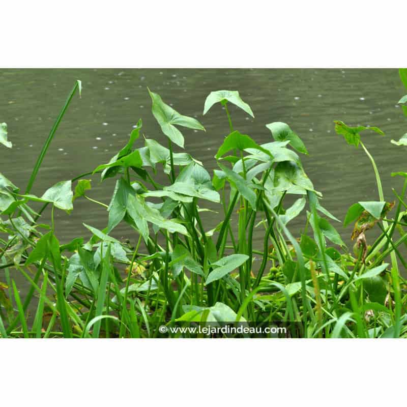 SAGITTARIA sagittifolia SAGITTARIA sagittifolia