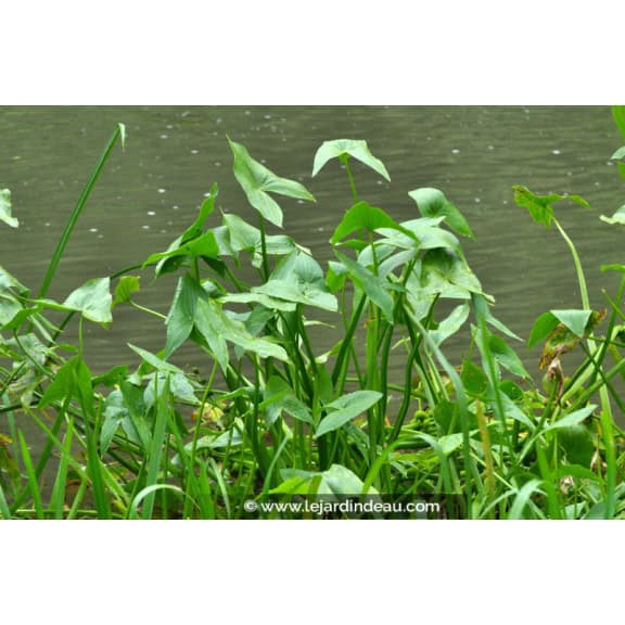 SAGITTARIA sagittifolia