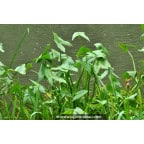 SAGITTARIA sagittifolia SAGITTARIA sagittifolia