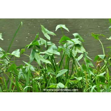 SAGITTARIA sagittifolia - Fl&egrave;che d\'eau /  Arrowhead