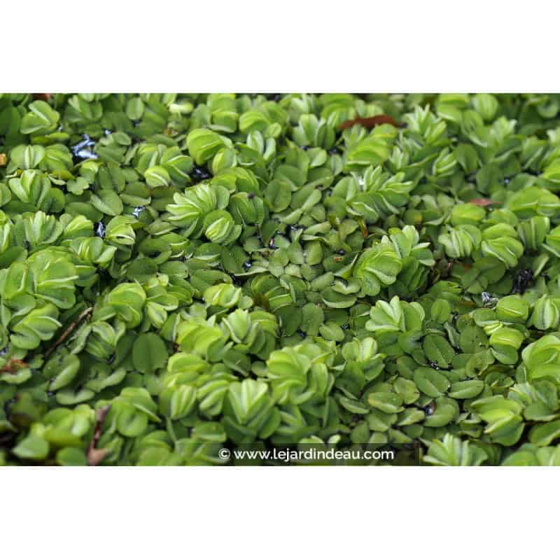 SALVINIA natans SALVINIA natans