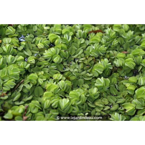 SALVINIA natans
