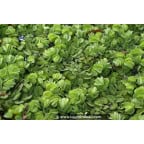 SALVINIA natans SALVINIA natans