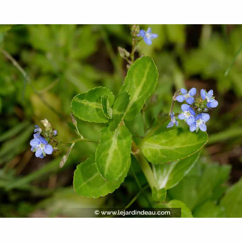 VERONICA beccabunga VERONICA beccabunga