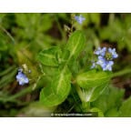 VERONICA beccabunga VERONICA beccabunga