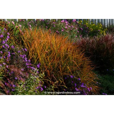 MISCANTHUS sinensis \'Purpurascens\' - Roseau de Chine /  Eulalie /  Elephant Grass