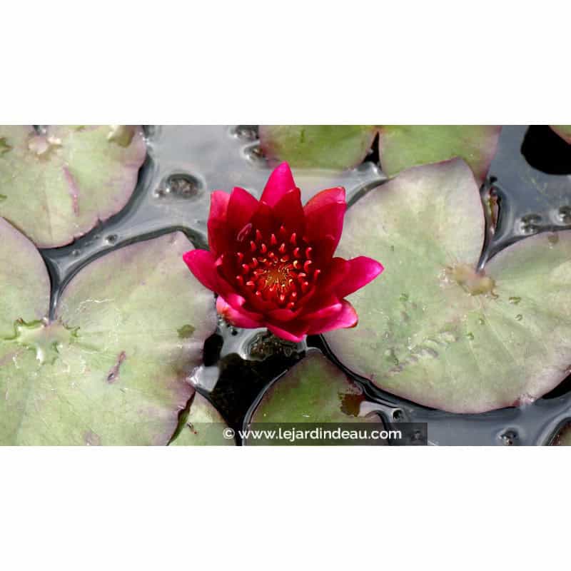 NYMPHAEA 'William Falconer' NYMPHAEA 'William Falconer'
