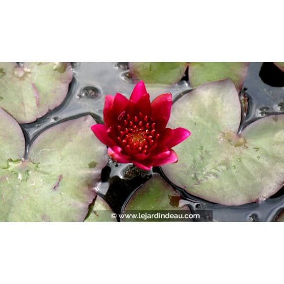 NYMPHAEA 'William Falconer'