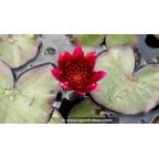 NYMPHAEA 'William Falconer' NYMPHAEA 'William Falconer'