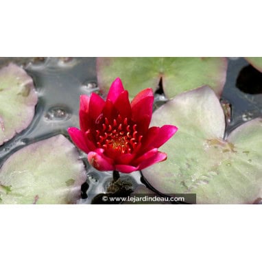 NYMPHAEA \'William Falconer\' - Nénuphar