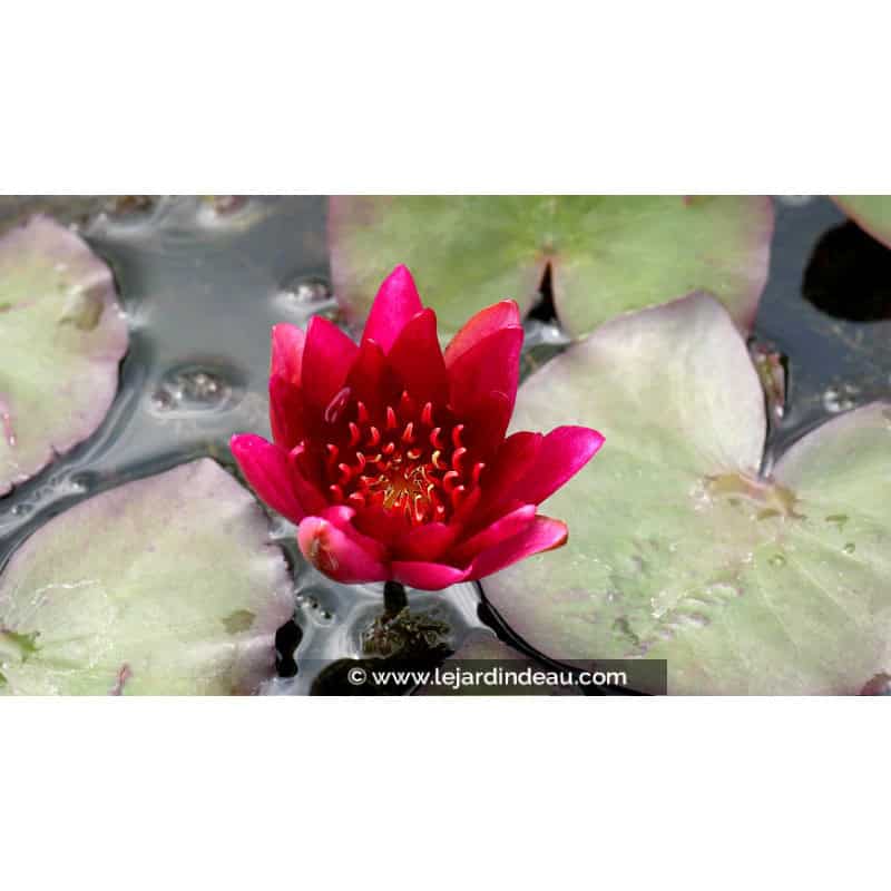 NYMPHAEA 'William Falconer' NYMPHAEA 'William Falconer'