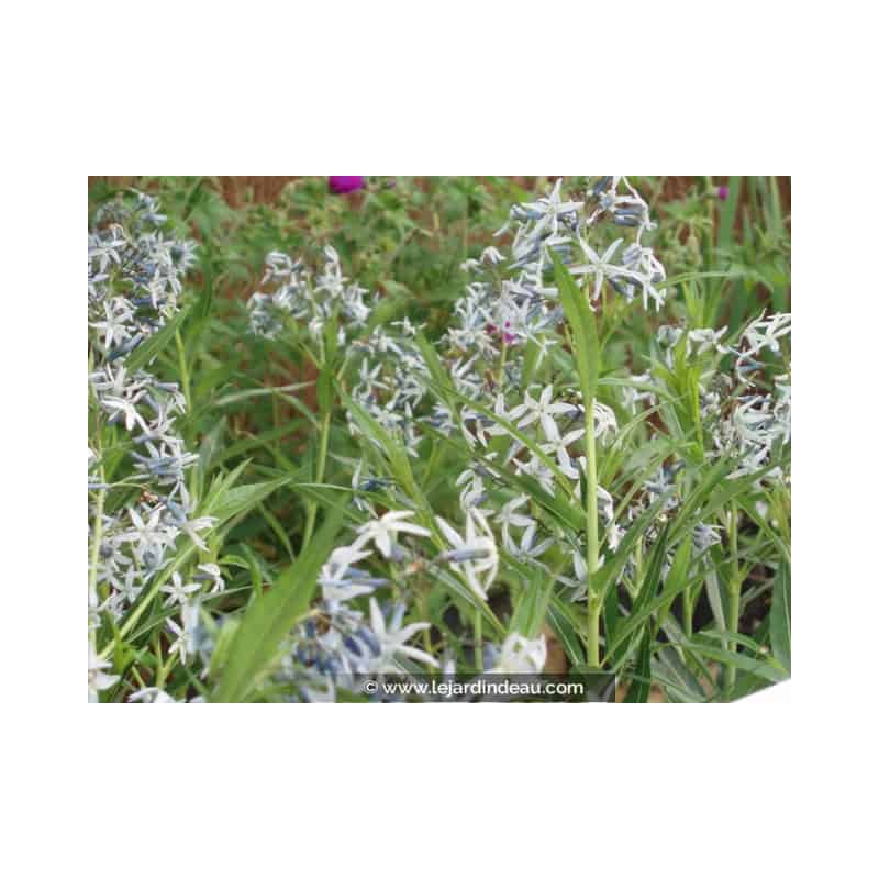 AMSONIA tabernaemontana AMSONIA tabernaemontana