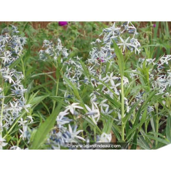 AMSONIA tabernaemontana