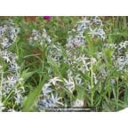 AMSONIA tabernaemontana AMSONIA tabernaemontana
