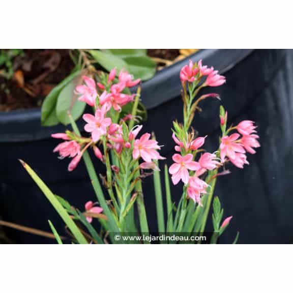 SCHIZOSTYLIS coccinea 'Mrs Hegarty'
