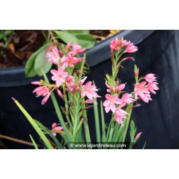 SCHIZOSTYLIS coccinea \'Mrs Hegarty\' - Lys des Caffres Rose