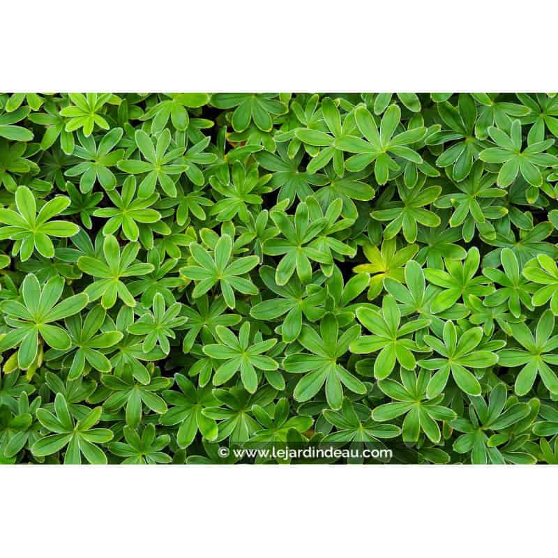 ALCHEMILLA alpina ALCHEMILLA alpina