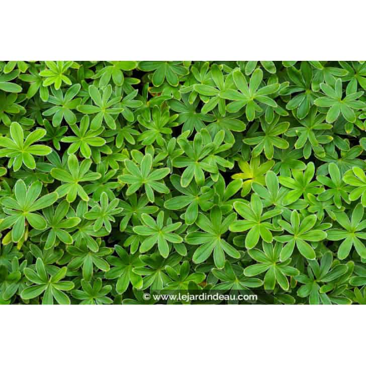 ALCHEMILLA alpina