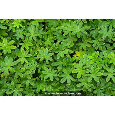 ALCHEMILLA alpina - Alchemille des Alpes