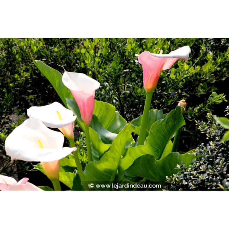 ZANTEDESCHIA aethiopica 'Flamingo' ZANTEDESCHIA aethiopica 'Flamingo'
