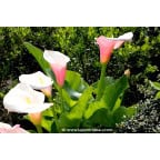 ZANTEDESCHIA aethiopica 'Flamingo' ZANTEDESCHIA aethiopica 'Flamingo'