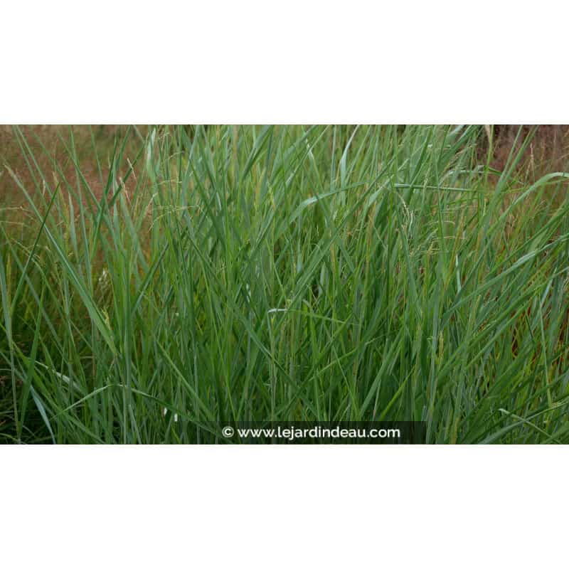 PANICUM virgatum 'Blue Tower' PANICUM virgatum 'Blue Tower'