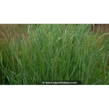 PANICUM virgatum \'Blue Tower\' - American Switch Grass