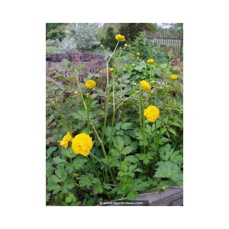 RANUNCULUS acris 'Multiplex' RANUNCULUS acris 'Multiplex'