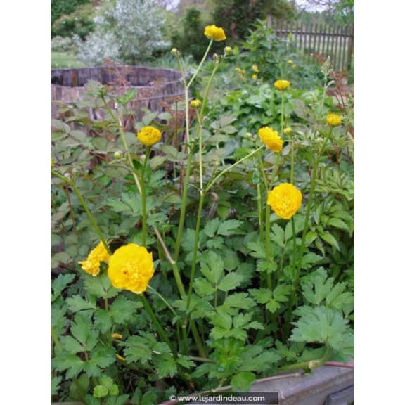 RANUNCULUS acris 'Multiplex'
