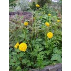 RANUNCULUS acris 'Multiplex' RANUNCULUS acris 'Multiplex'