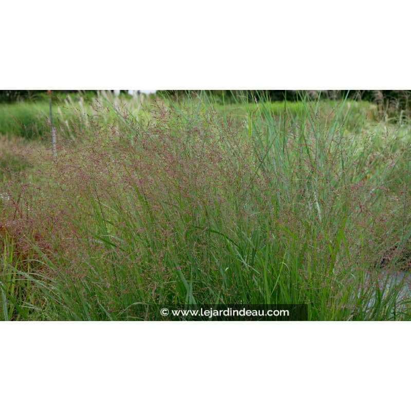 PANICUM virgatum 'Northwind' PANICUM virgatum 'Northwind'