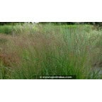 PANICUM virgatum 'Northwind' PANICUM virgatum 'Northwind'