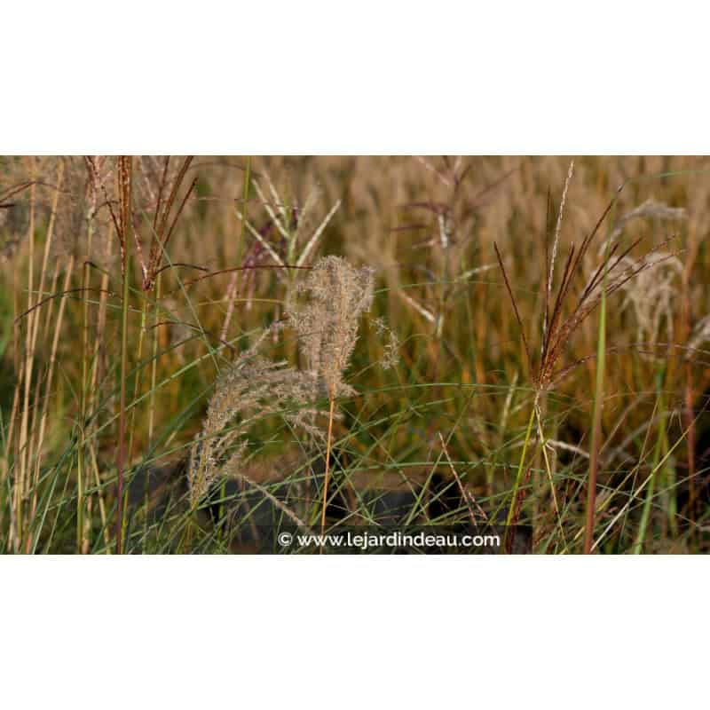 MISCANTHUS sinensis 'Kleine Fontäne' MISCANTHUS sinensis 'Kleine Fontäne'
