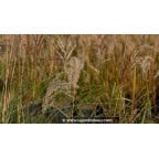 MISCANTHUS sinensis 'Kleine Fontäne' MISCANTHUS sinensis 'Kleine Fontäne'