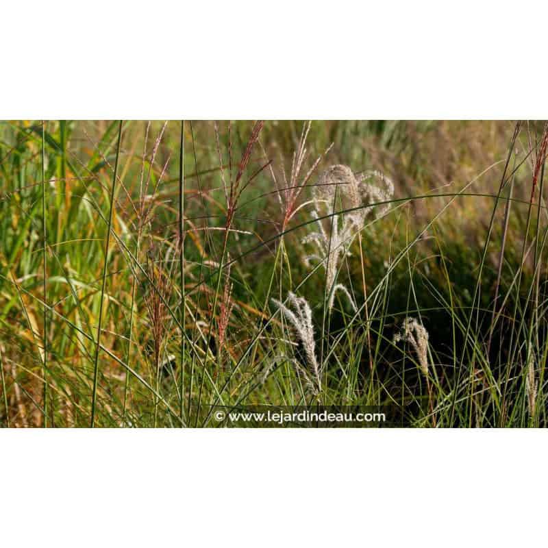 MISCANTHUS sinensis 'Kleine Fontäne' MISCANTHUS sinensis 'Kleine Fontäne'